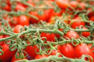 画像1: ケース単位　最上級 南イタリアのトマト瓶　３５０ｇ（濃厚な裏ごしトマト）販売 簡単・感動・濃厚なトマトソース