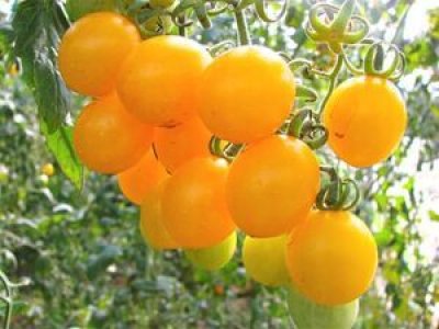 画像1: １缶　最上級 南イタリアのトマト缶（ダッテリーノ黄色）簡単・感動・濃厚なトマト　４００g