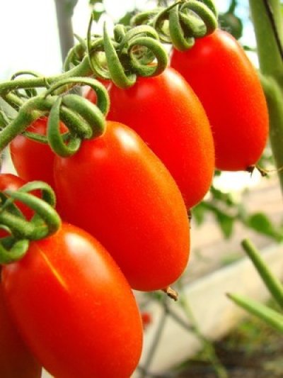 画像1: ケース単位　最上級 南イタリアのトマト缶（ダッテリーノ赤） 簡単・感動・濃厚なトマト